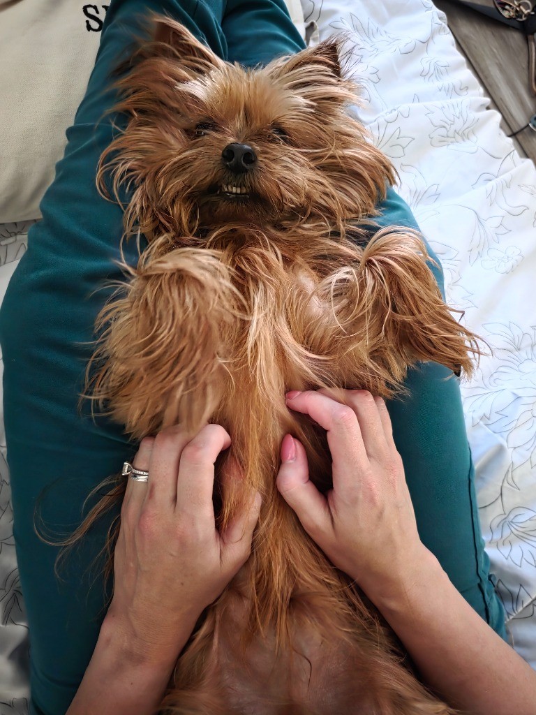 Houston Pet Sitters, Pet Sitting in Houston, TX - photo 1