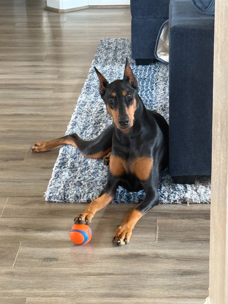 Houston Pet Sitters, Pet Sitting in Houston, TX - photo 2