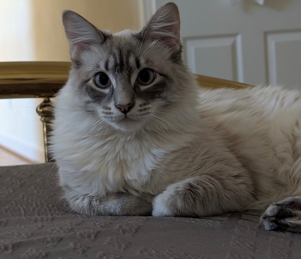 Houston Pet Sitters, Pet Sitting in Houston, TX - photo 4