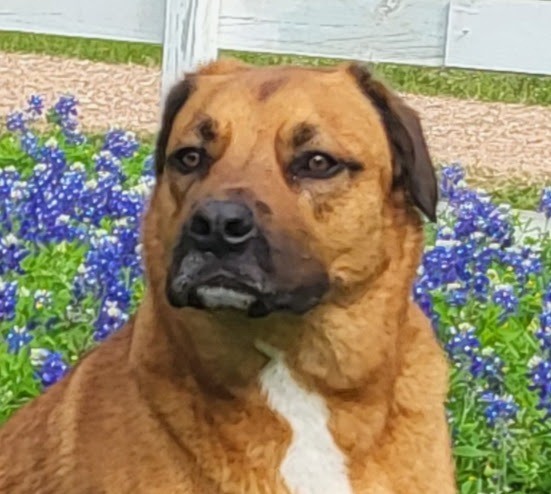 Houston Pet Sitters, Pet Sitting in Houston, TX - photo 6