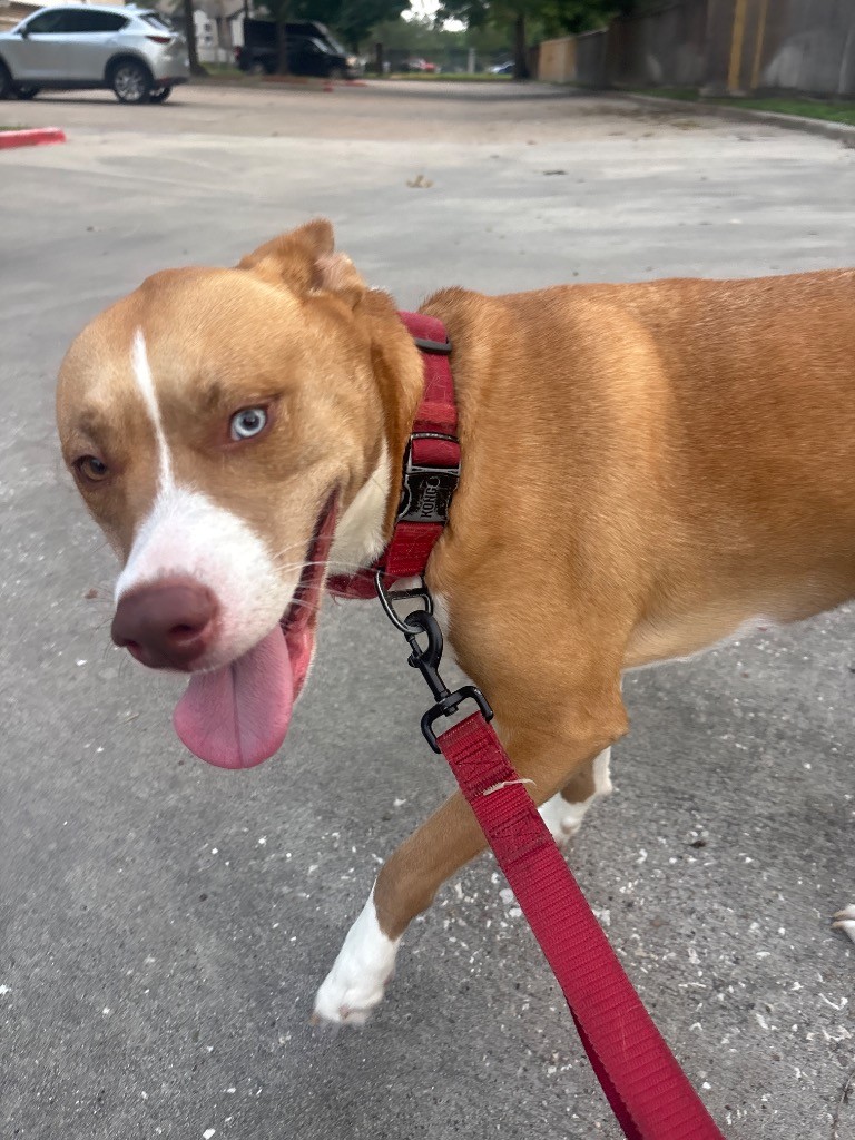 Houston Pet Sitters, Pet Sitting in Houston, TX - photo 8