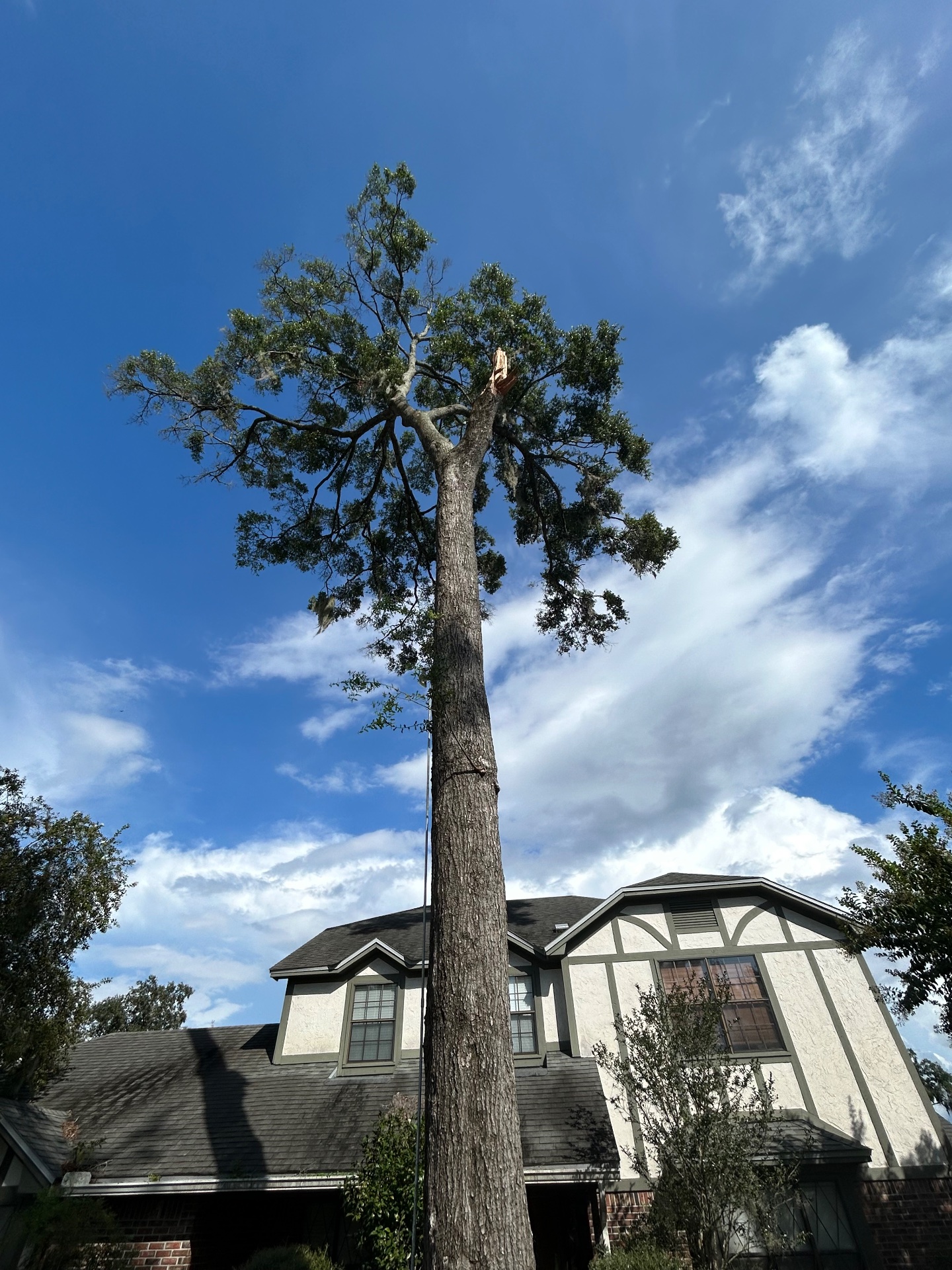 Tree Life 1 LLC, Tree Stump Grinding and Removal in Jacksonville, FL - photo 1