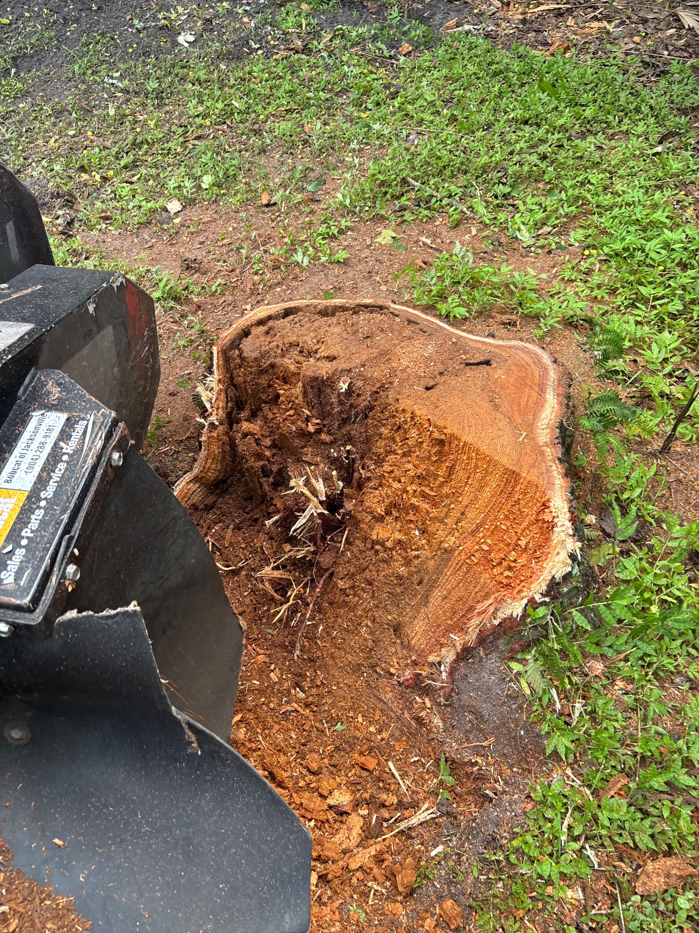Tree Life 1 LLC, Tree Stump Grinding and Removal in Jacksonville, FL - photo 5