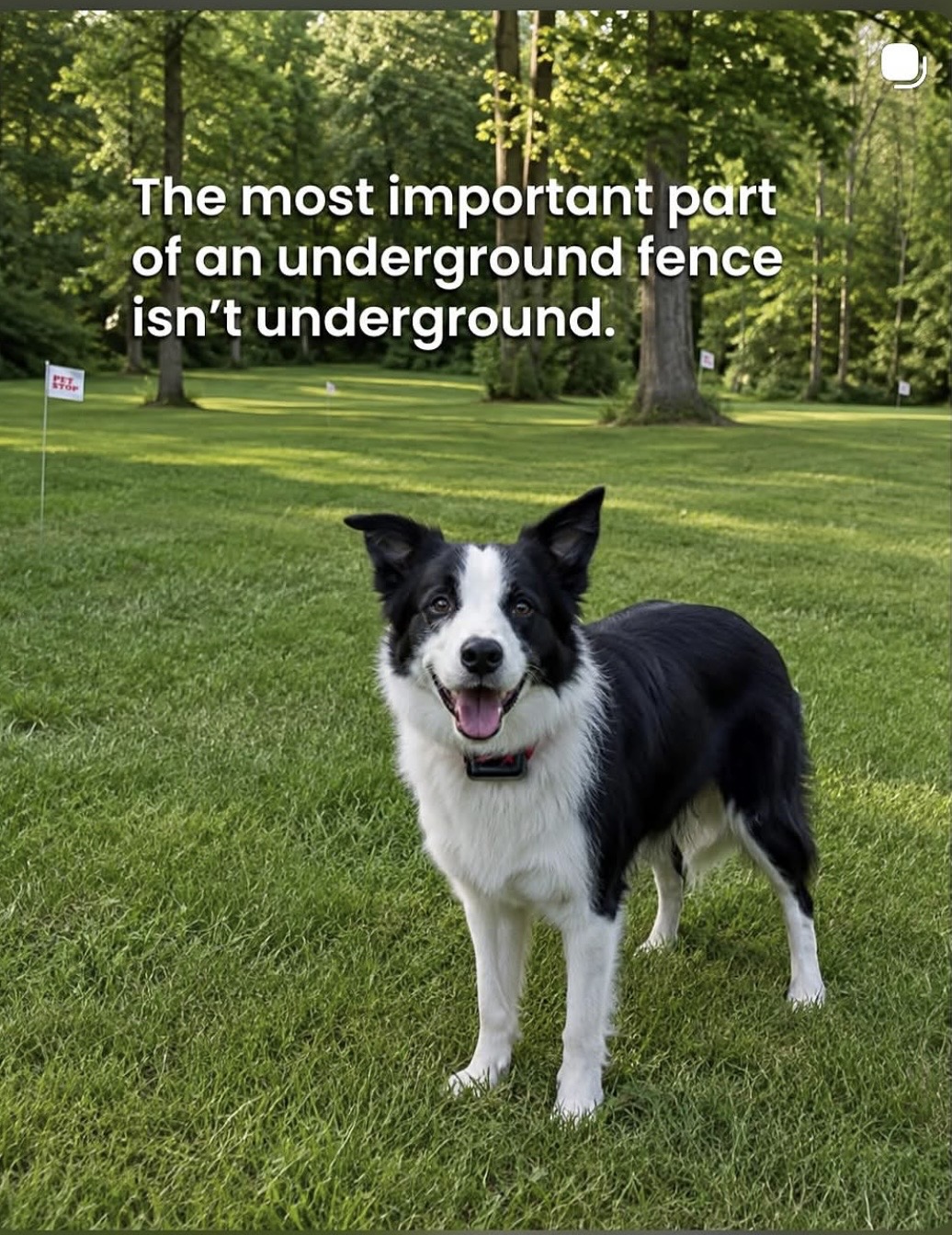 Pet Stop of North Georgia, LLC, Dog Training in Murrayville, GA - photo 2