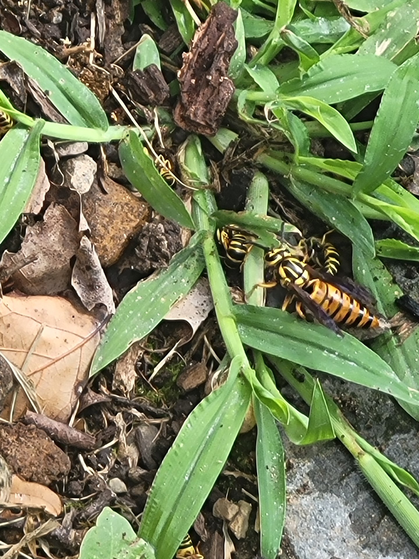 Cornerstone Pest Services, Pest Control Services in Lake Hopatcong, NJ - photo 2