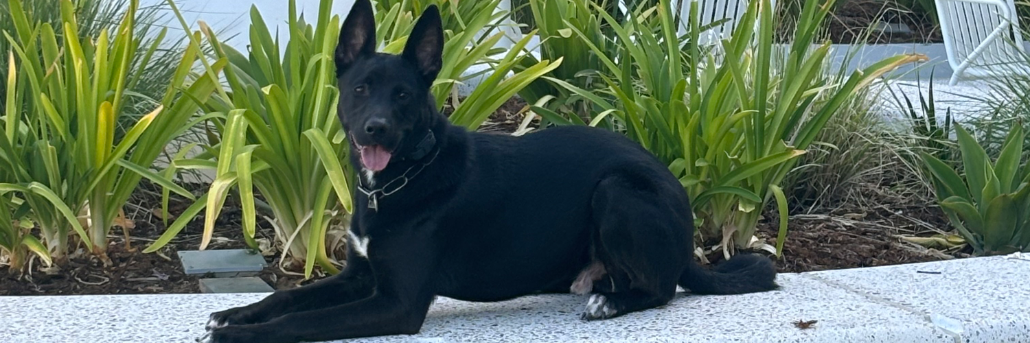 Redeemed K9 cover photo