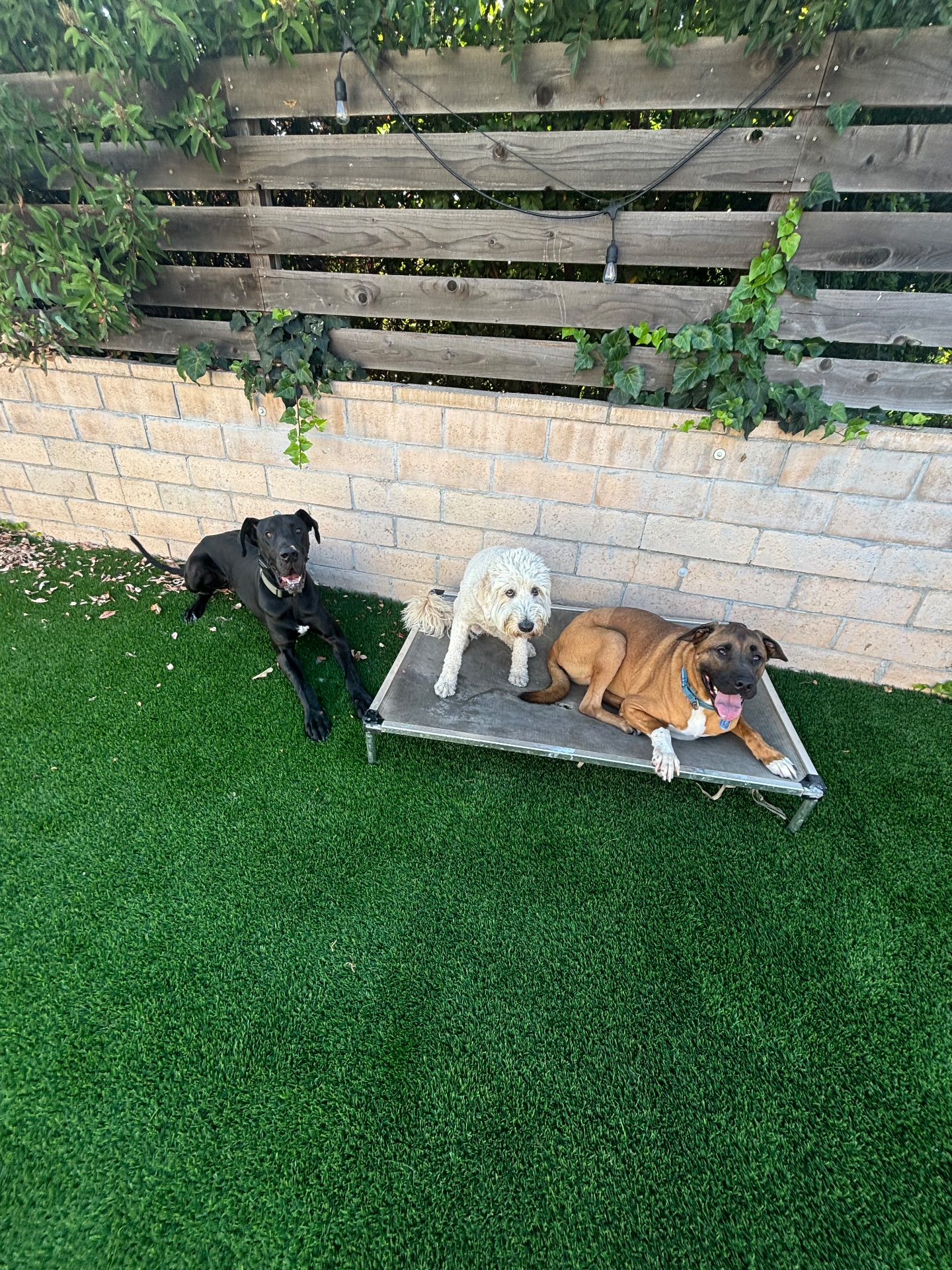 Redeemed K9, Dog Training in Brea, CA - photo 4