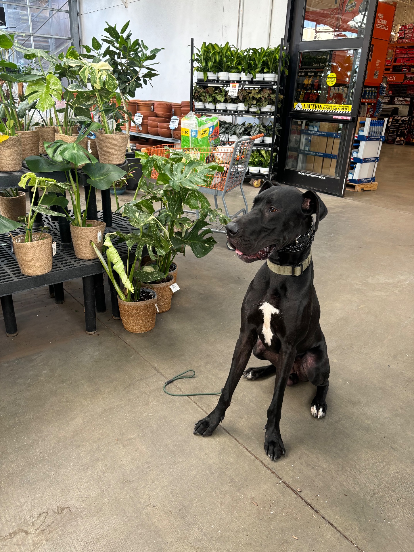 Redeemed K9, Dog Training in Brea, CA - photo 8