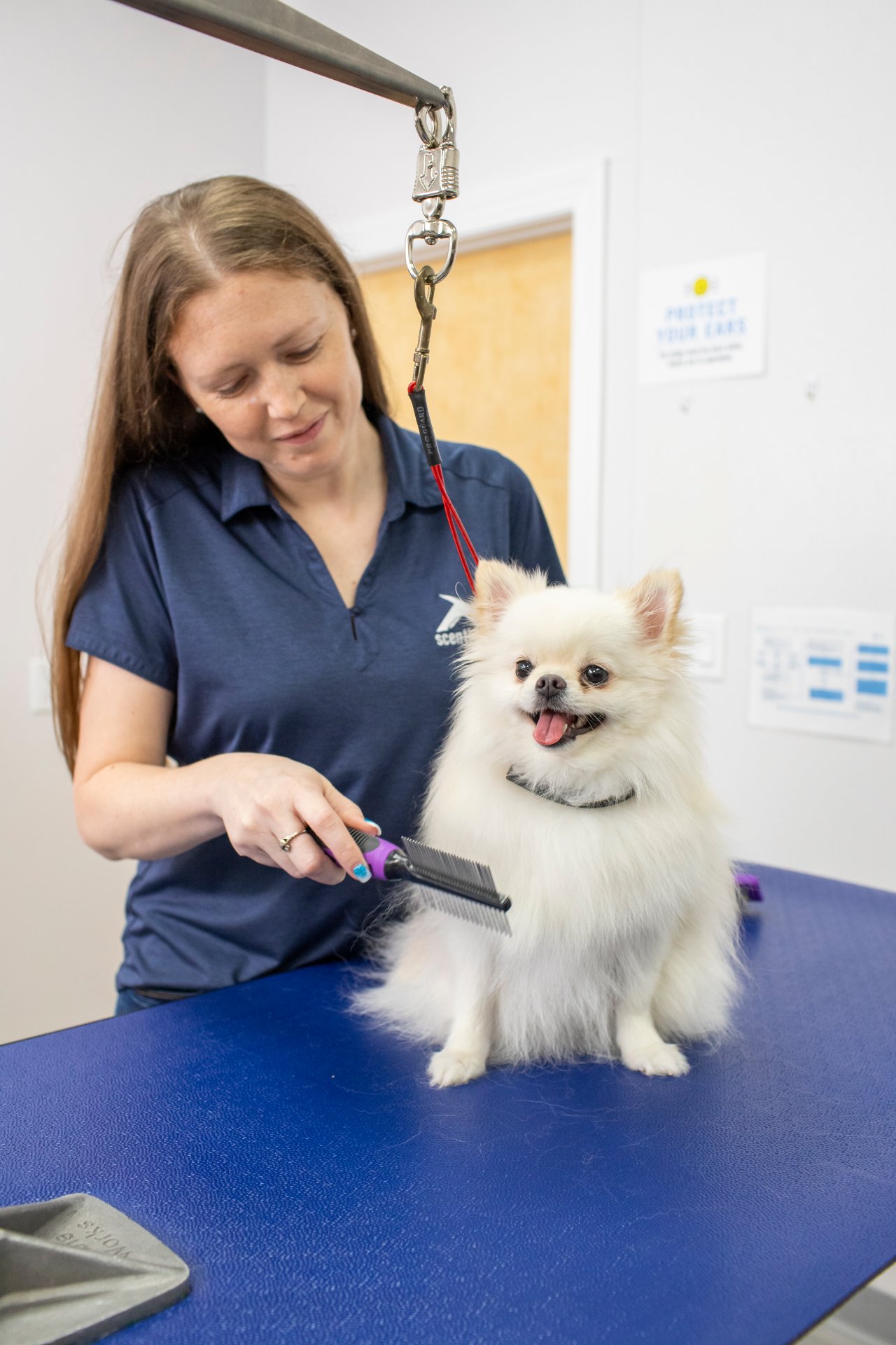 Scenthound Bonita Springs, Dog Grooming in Bonita Springs, FL - photo 2