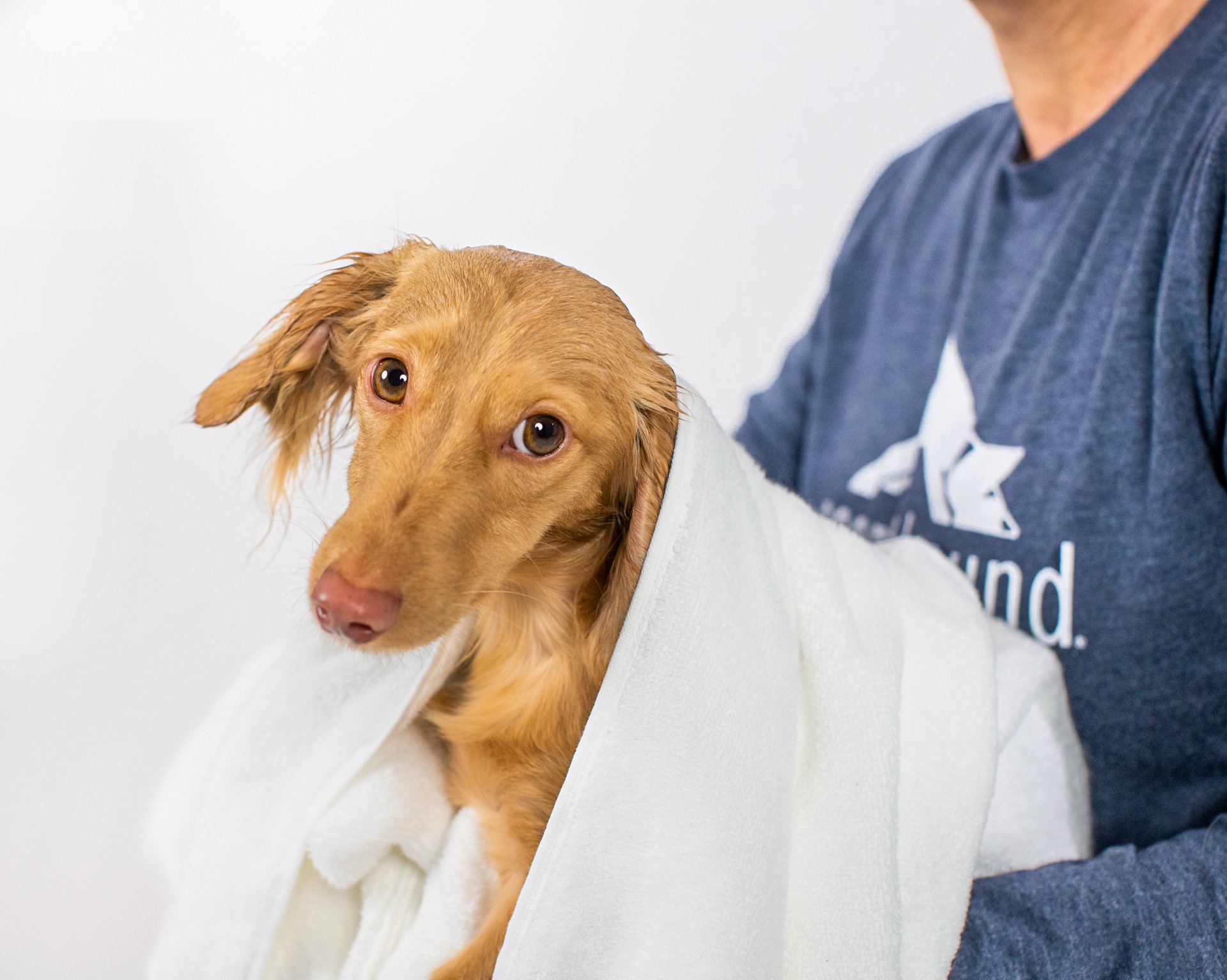 Scenthound Bonita Springs, Dog Grooming in Bonita Springs, FL - photo 3