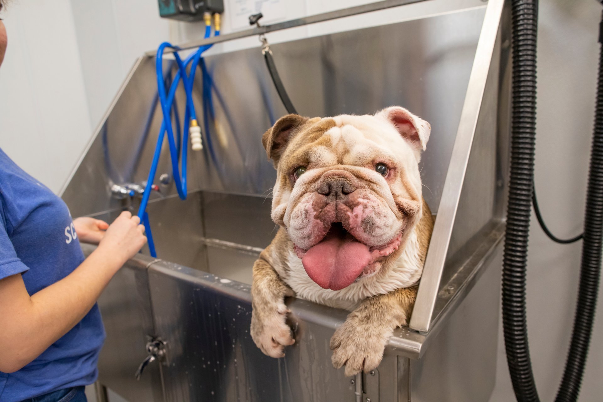 Scenthound Bonita Springs, Dog Grooming in Bonita Springs, FL - photo 6
