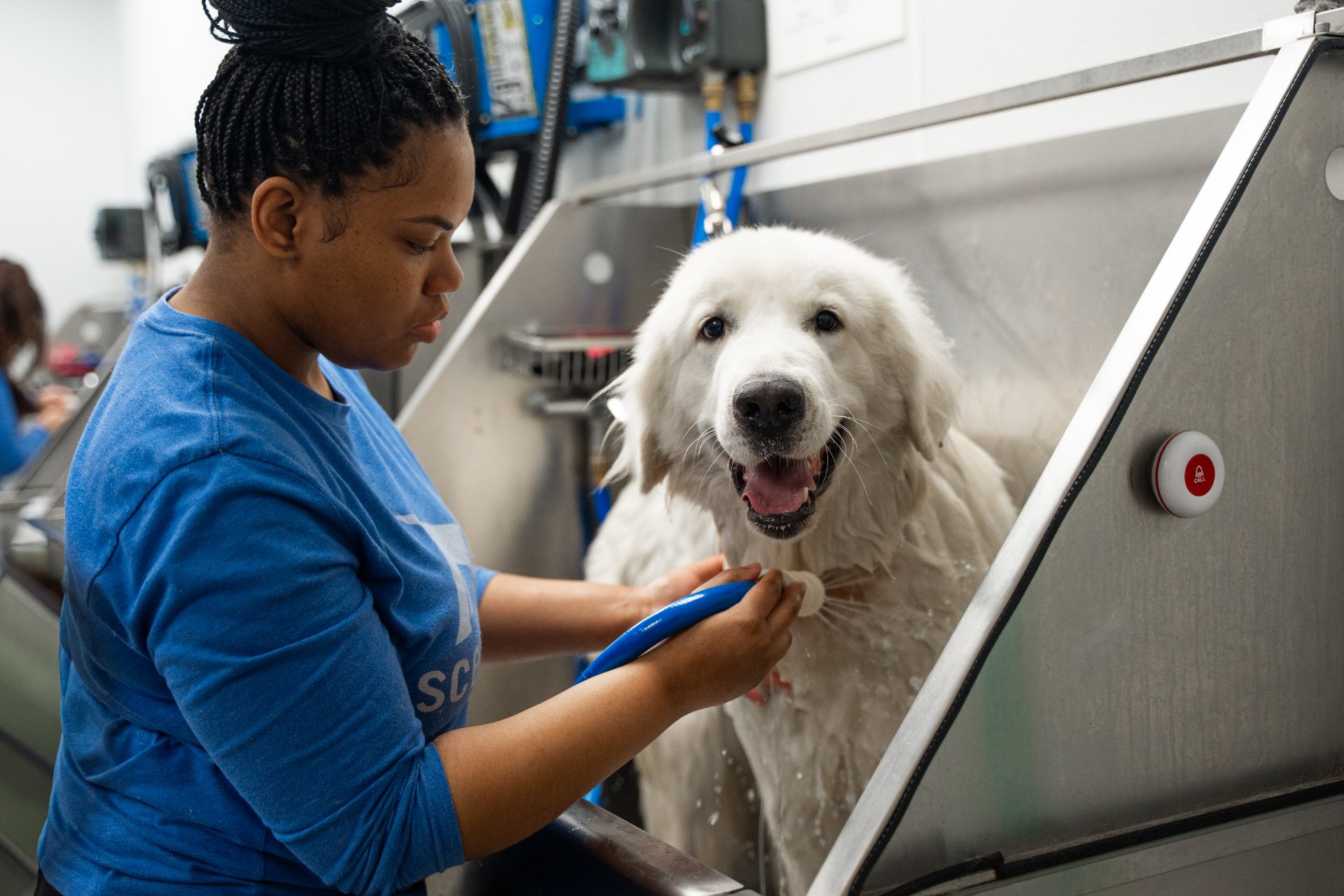 Scenthound Bonita Springs, Dog Grooming in Bonita Springs, FL - photo 8