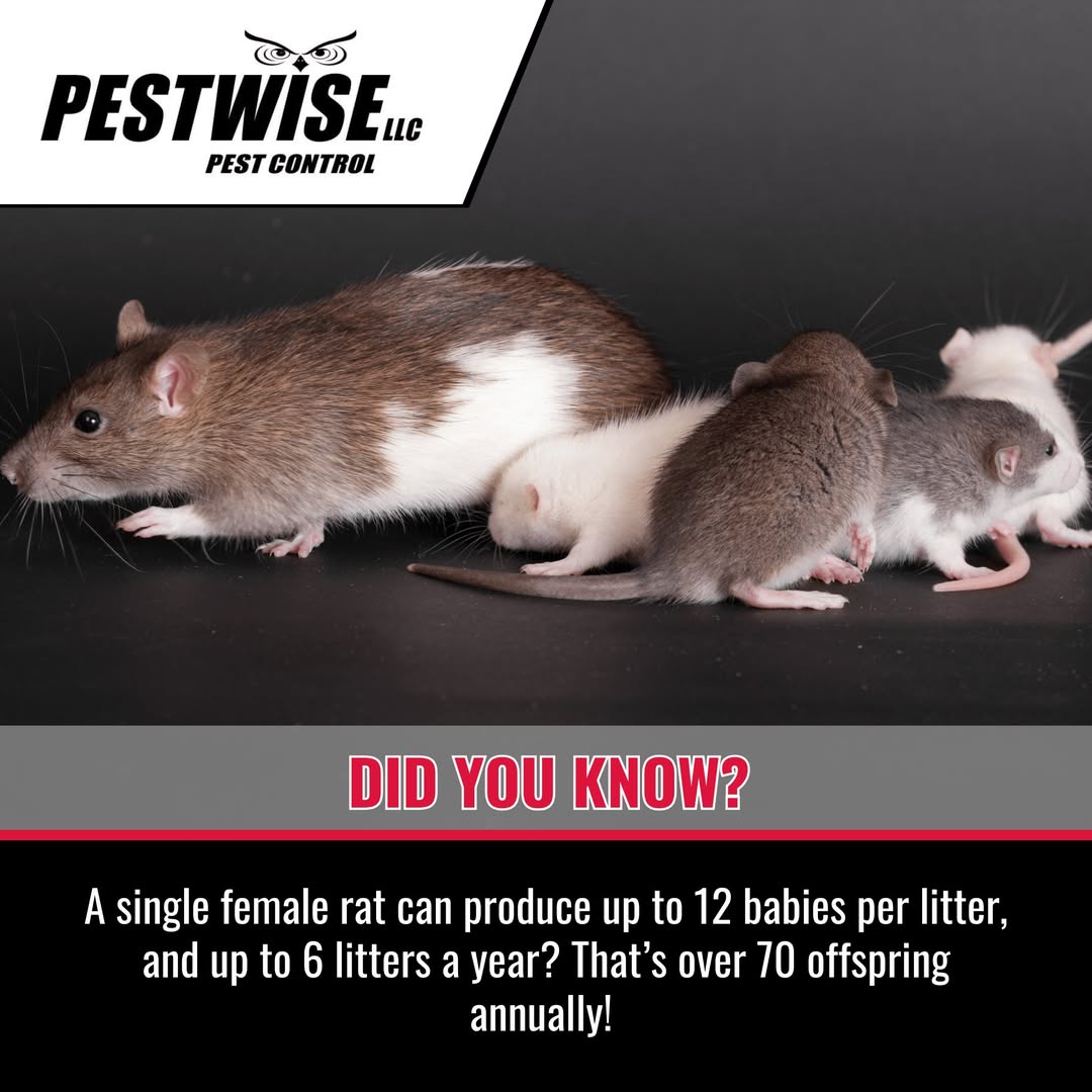 Pestwise LLC, Pest Control Services in Clearwater, FL - photo 6
