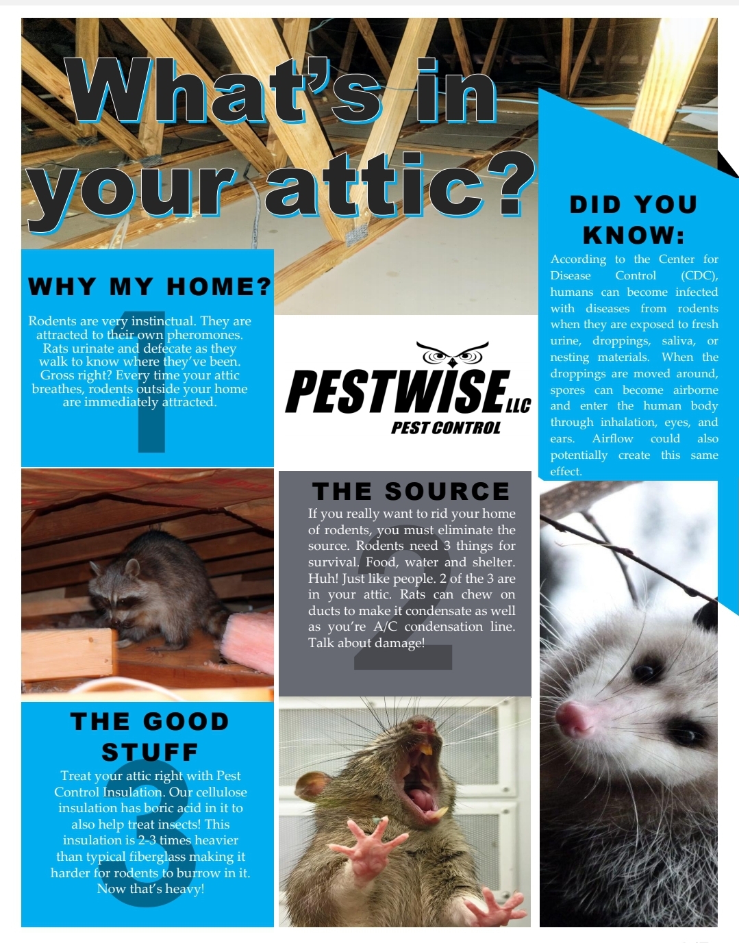 Pestwise LLC, Pest Control Services in Clearwater, FL - photo 8