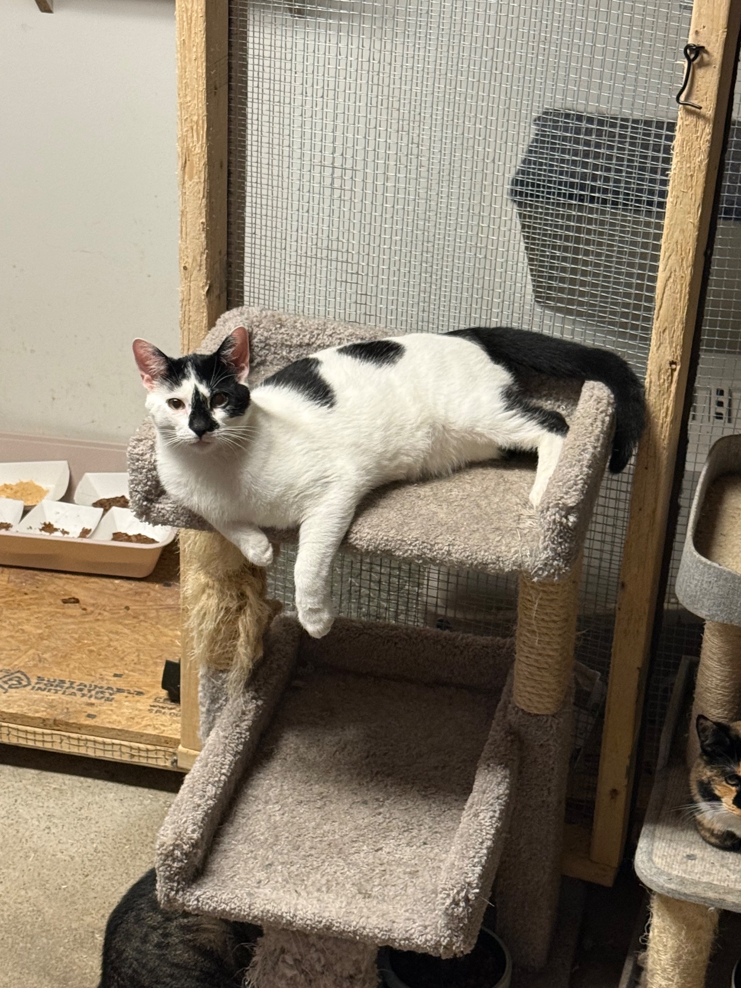 Brick City Kitties Rescue Inc, Pet Adoption in Newark , NJ - photo 2