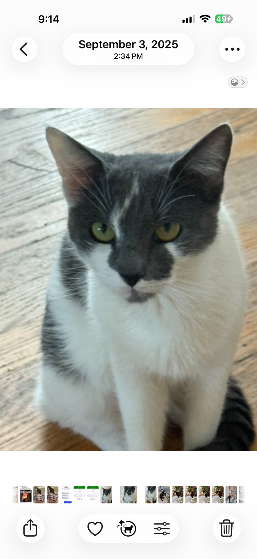 Brick City Kitties Rescue Inc, Pet Adoption in Newark , NJ - photo 3