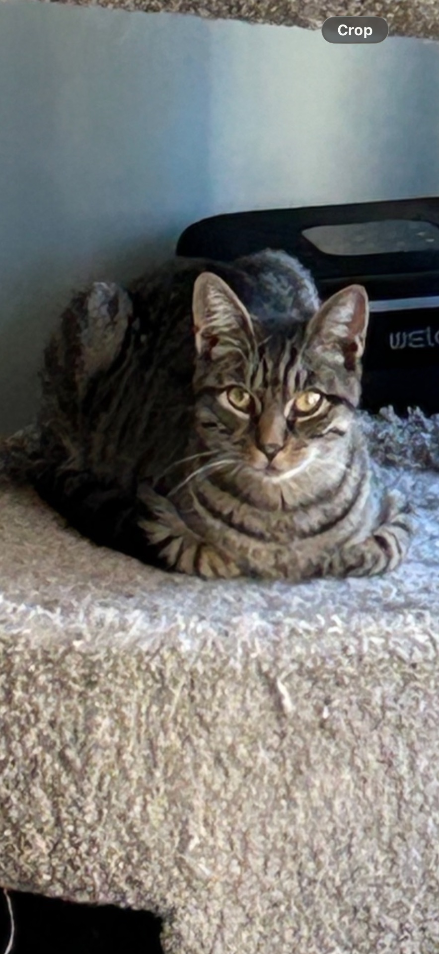 Brick City Kitties Rescue Inc, Pet Adoption in Newark , NJ - photo 4