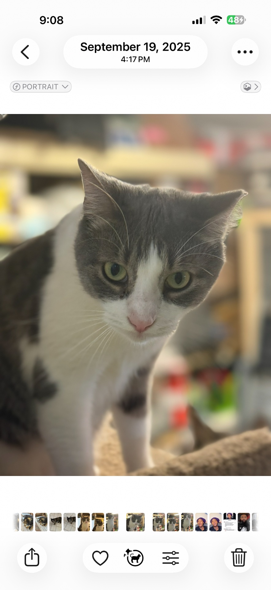 Brick City Kitties Rescue Inc, Pet Adoption in Newark , NJ - photo 7