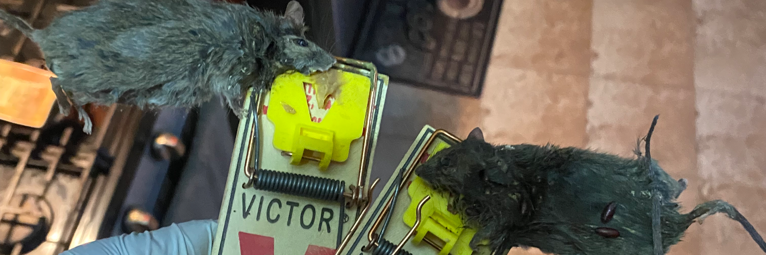 24hr Emmaculate Exterminating Inc cover photo