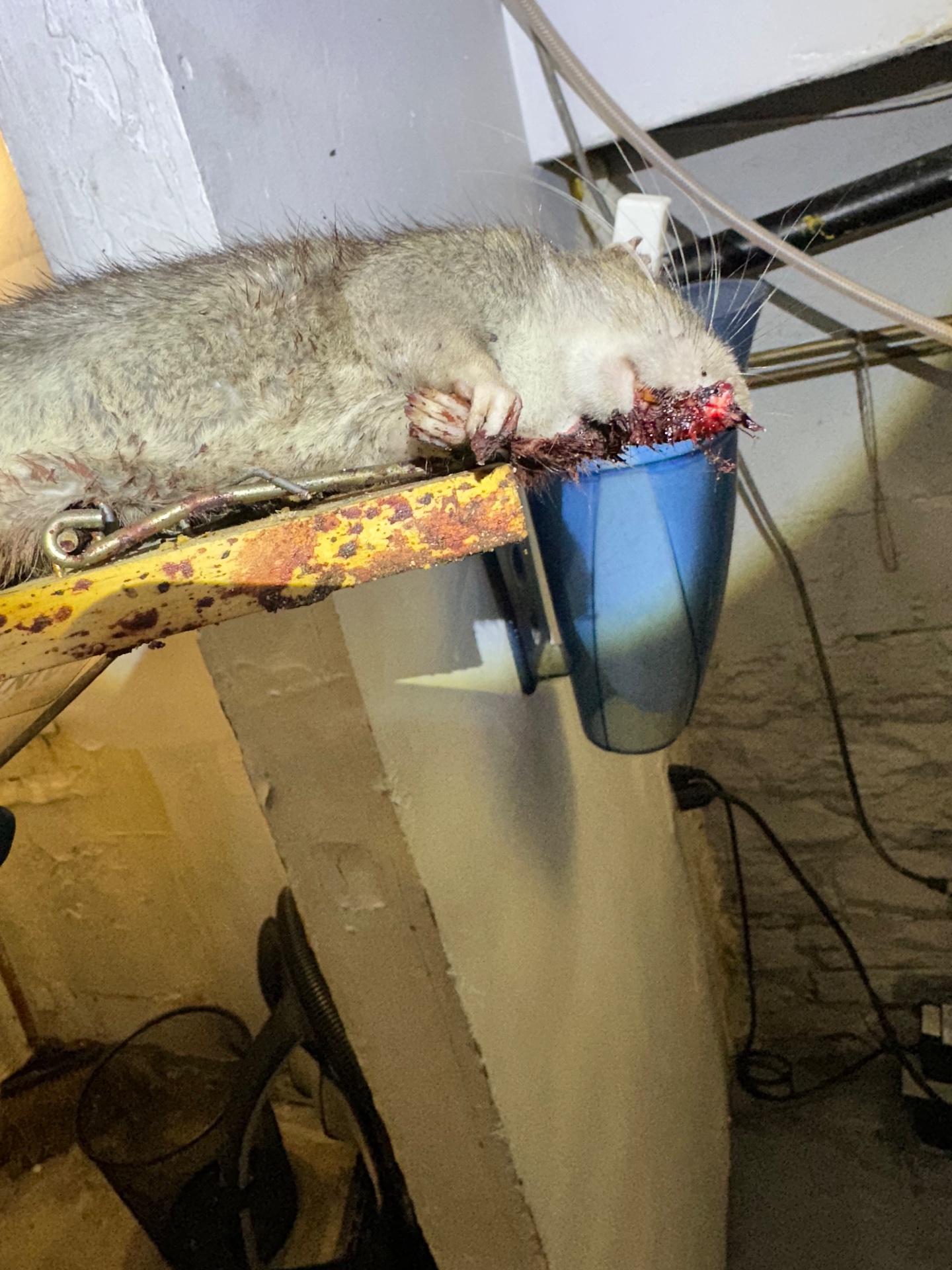 24hr Emmaculate Exterminating Inc, Pest Control Services in Queens, NY - photo 1