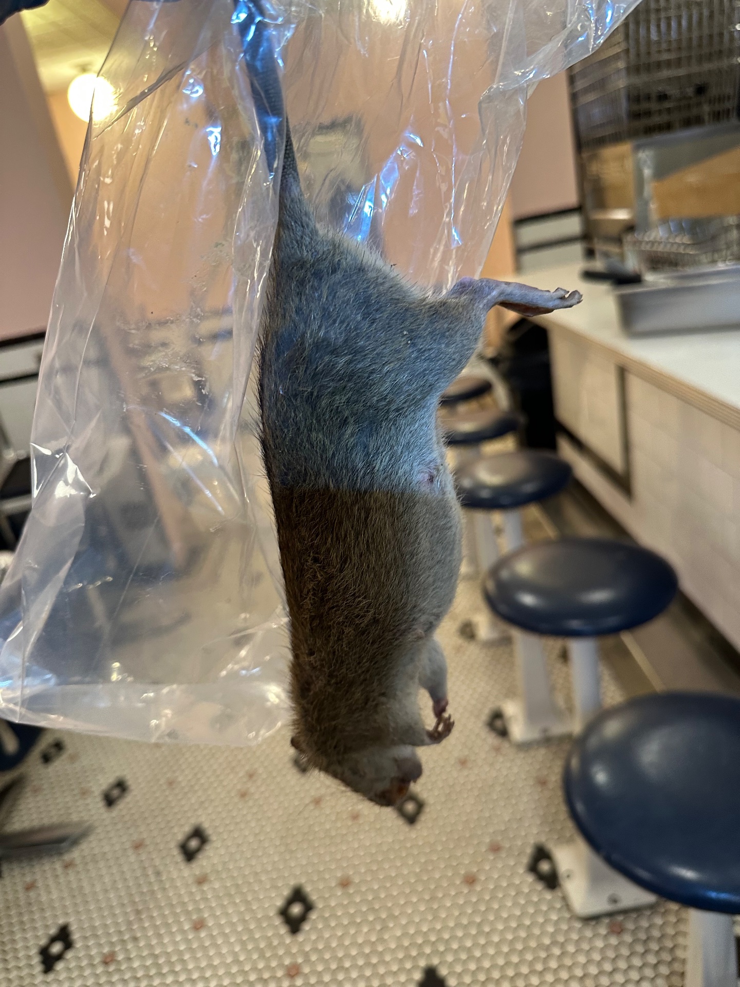 24hr Emmaculate Exterminating Inc, Pest Control Services in Queens, NY - photo 4