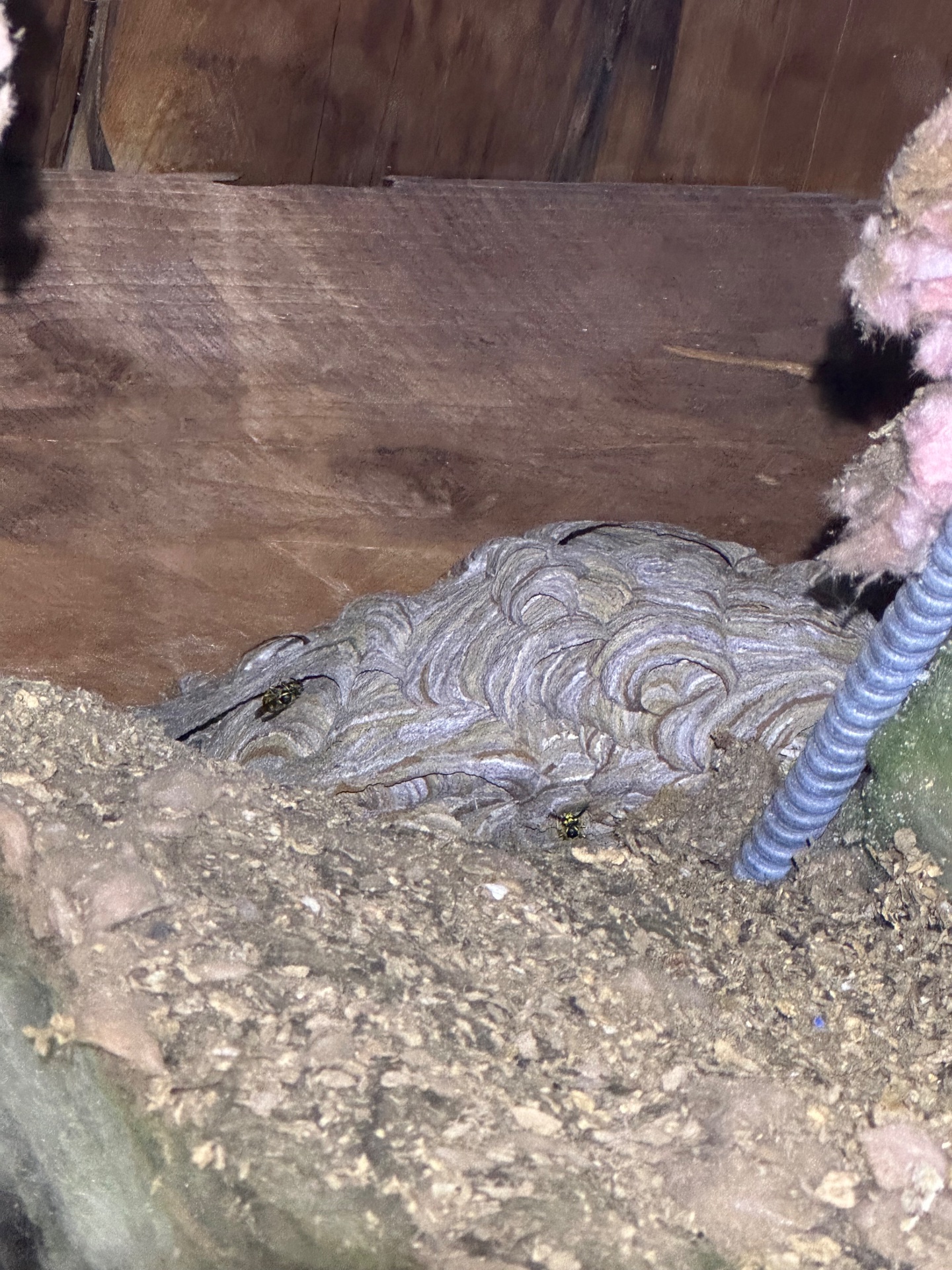 24hr Emmaculate Exterminating Inc, Pest Control Services in Queens, NY - photo 5