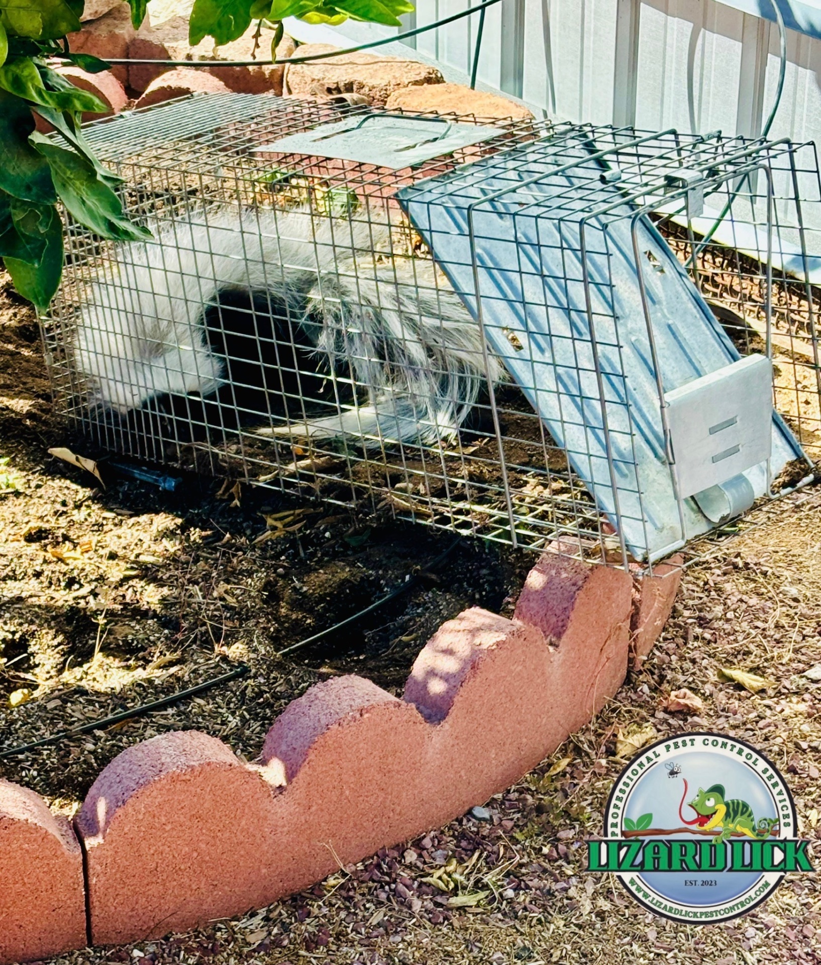 Lizard Lick Pest Control, Pest Control Services in Casa Grande, AZ - photo 6