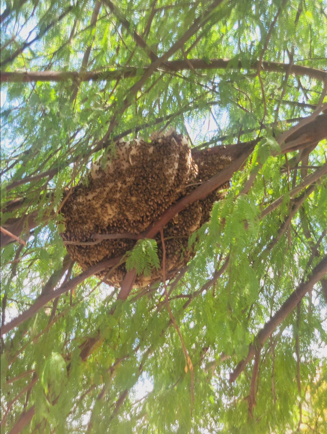 Lizard Lick Pest Control, Pest Control Services in Casa Grande, AZ - photo 2