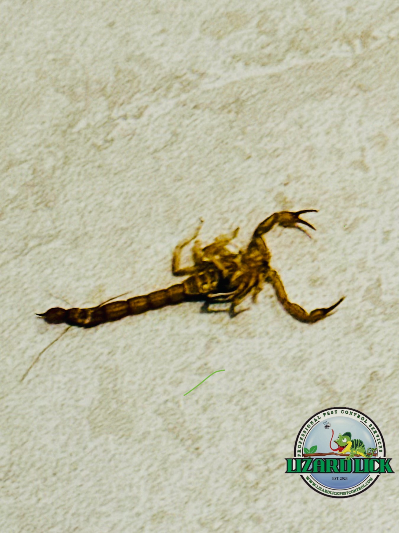 Lizard Lick Pest Control, Pest Control Services in Casa Grande, AZ - photo 4