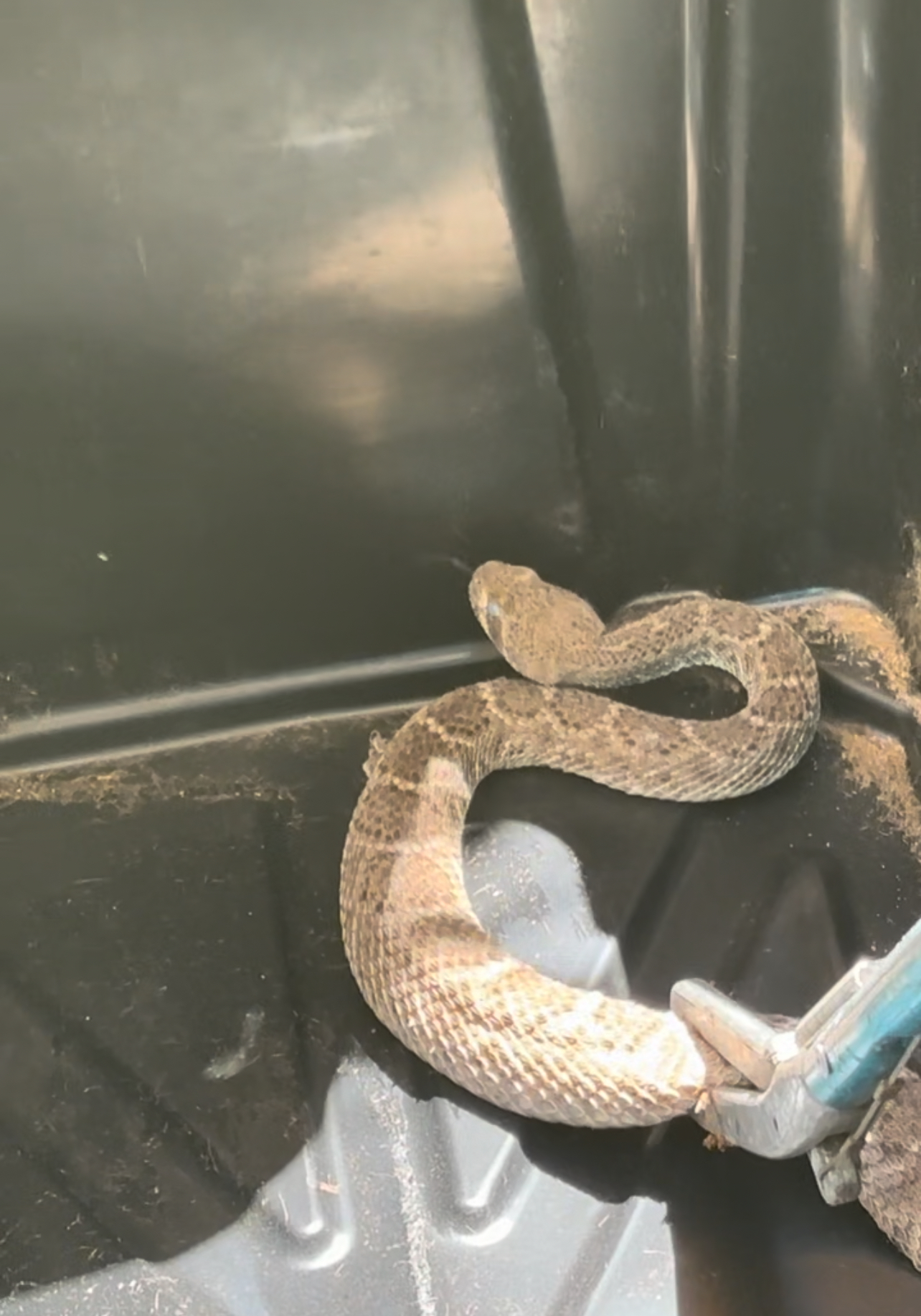 Lizard Lick Pest Control, Pest Control Services in Casa Grande, AZ - photo 8