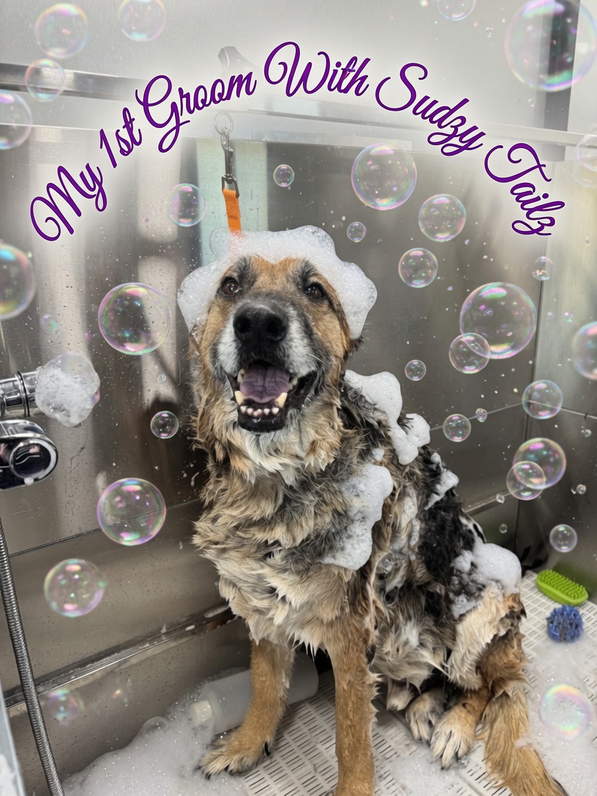 Sudzy Tailz, Pet Groomers in Gilbert, AZ - photo 1