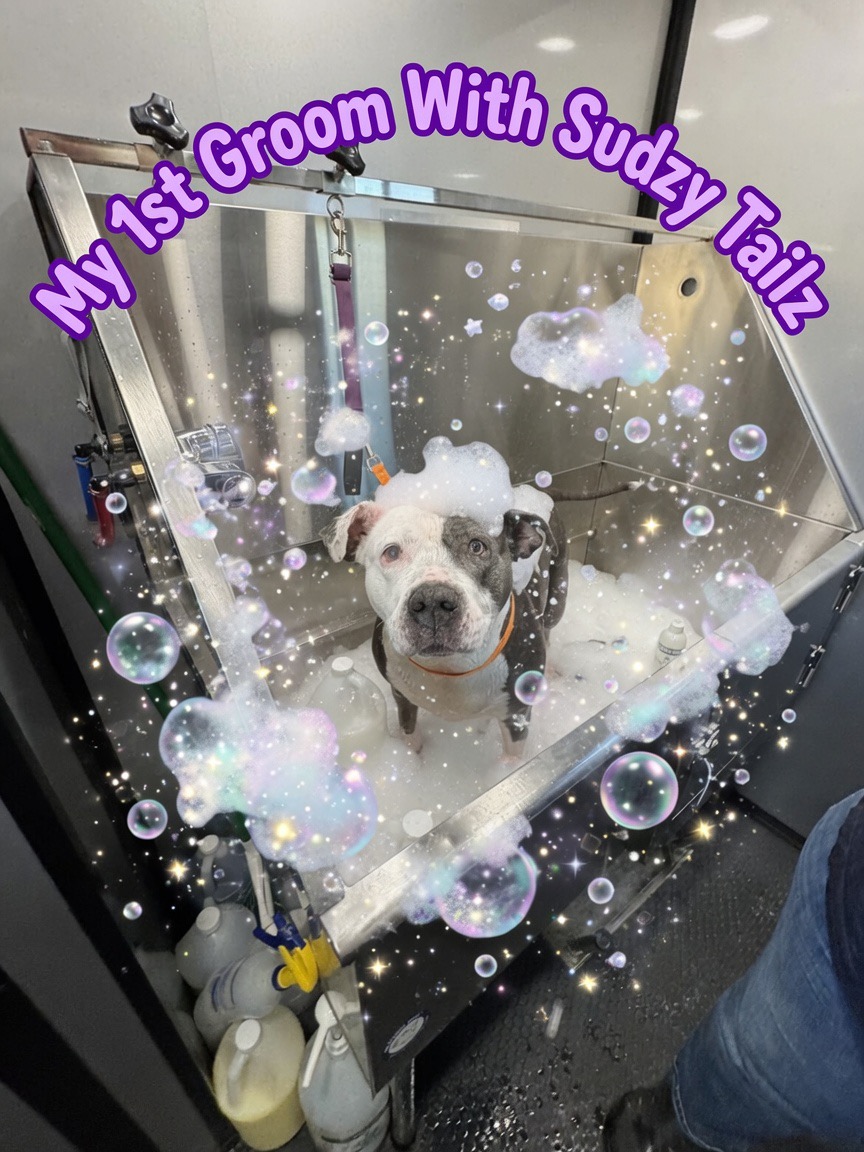Sudzy Tailz, Pet Groomers in Gilbert, AZ - photo 2