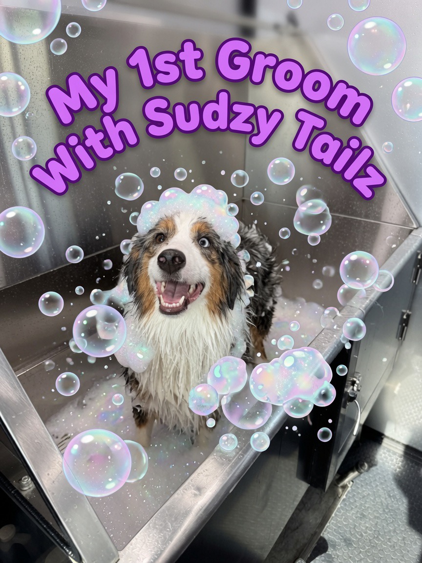 Sudzy Tailz, Pet Groomers in Gilbert, AZ - photo 3