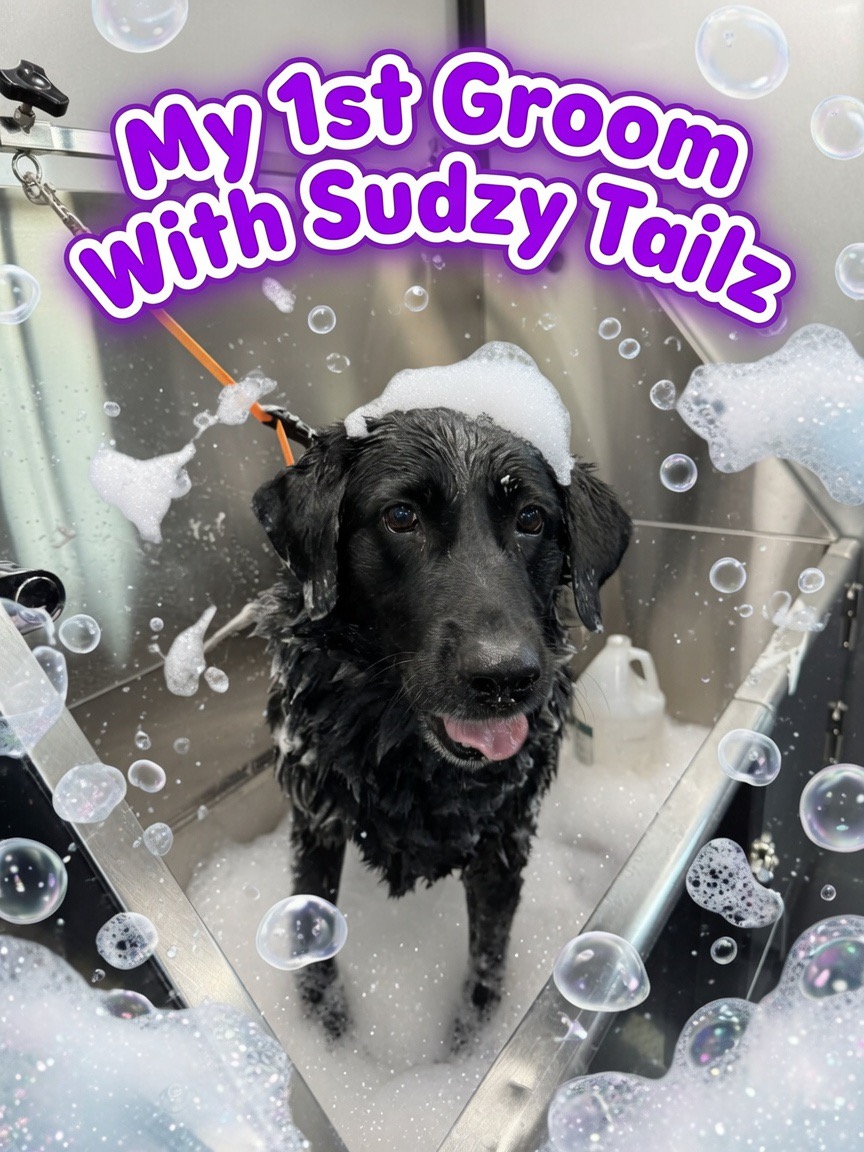 Sudzy Tailz, Pet Groomers in Gilbert, AZ - photo 4
