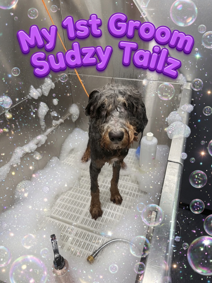 Sudzy Tailz, Pet Groomers in Gilbert, AZ - photo 5
