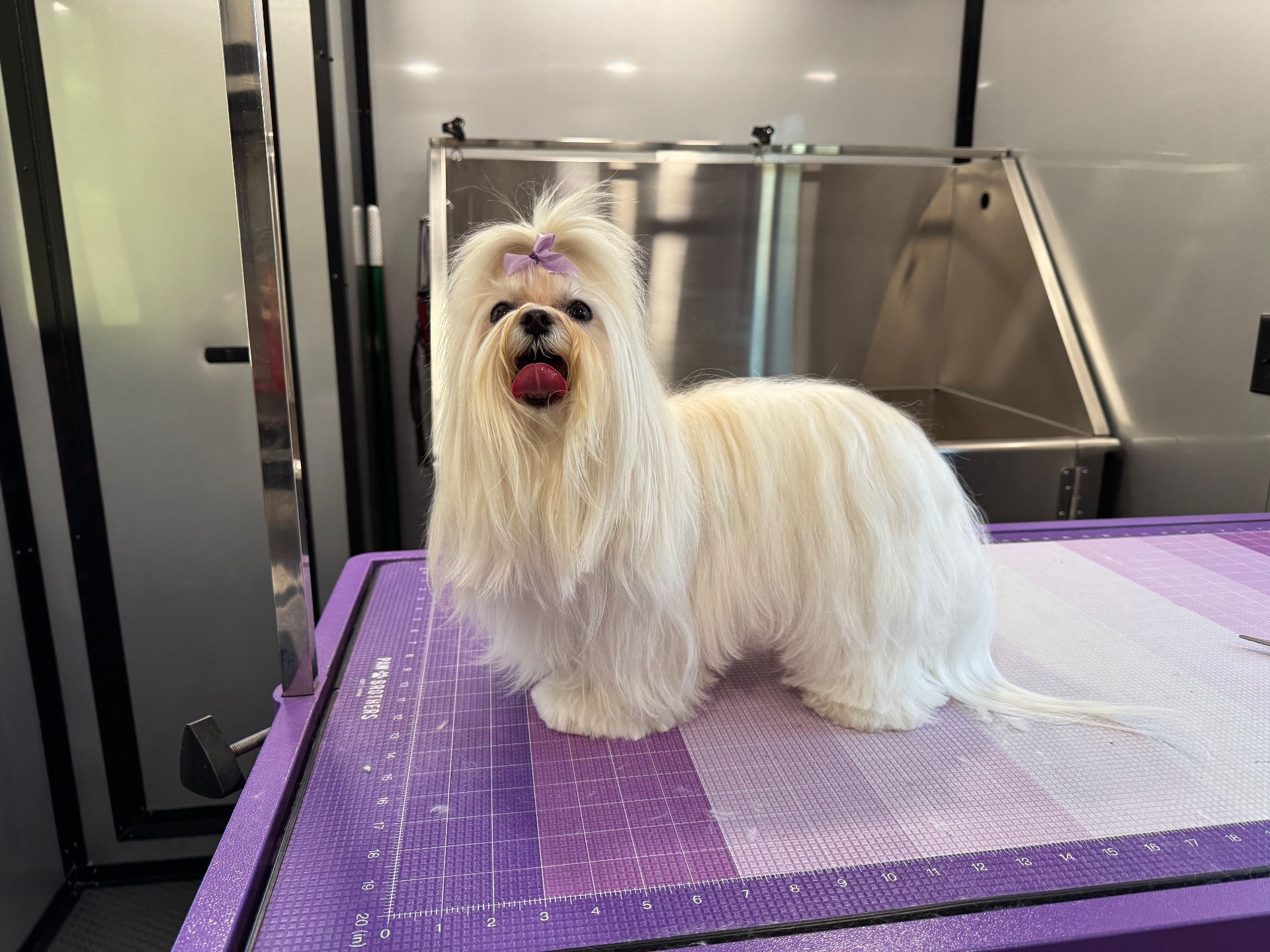 Sudzy Tailz, Pet Groomers in Gilbert, AZ - photo 6