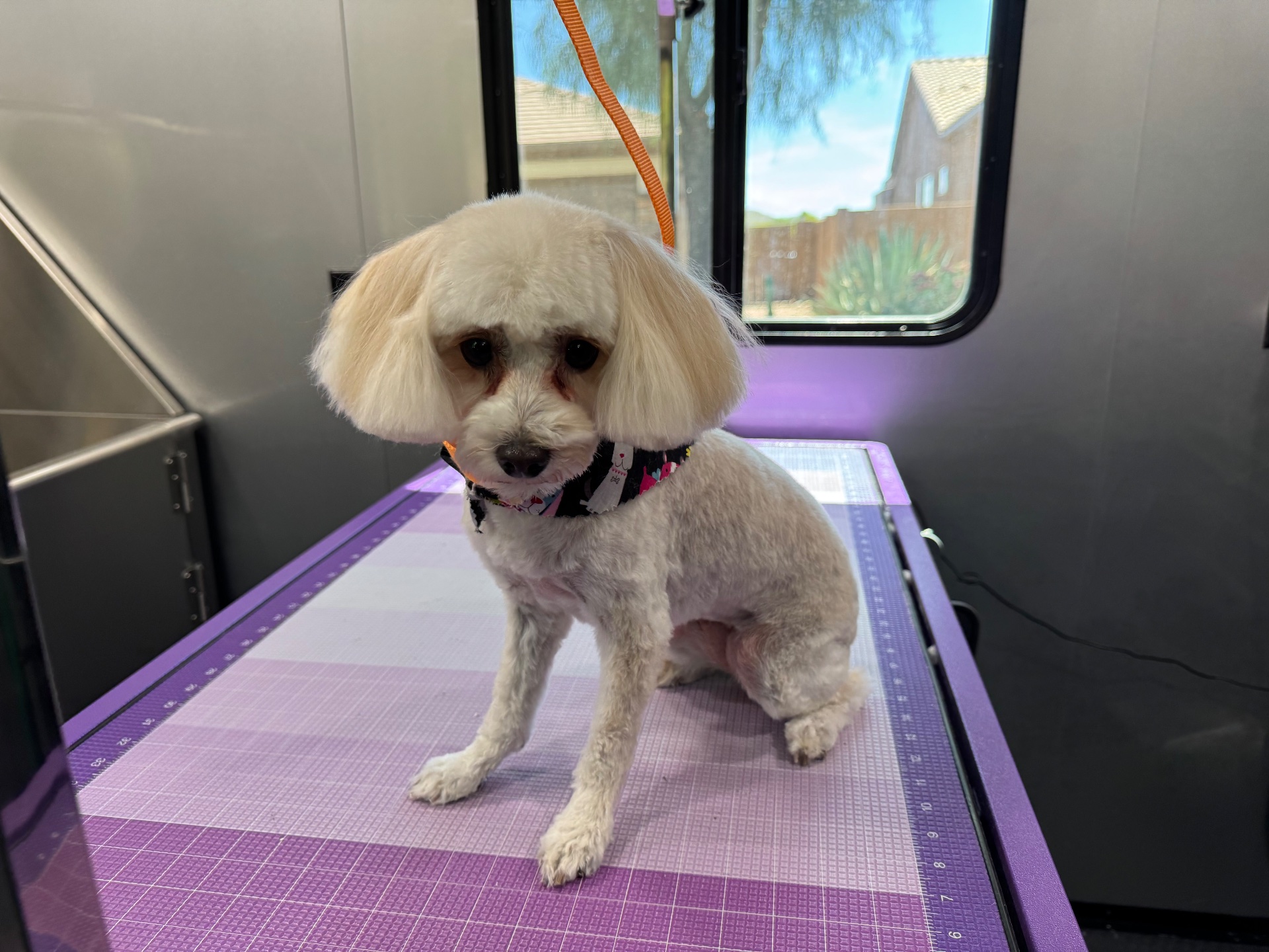 Sudzy Tailz, Pet Groomers in Gilbert, AZ - photo 8
