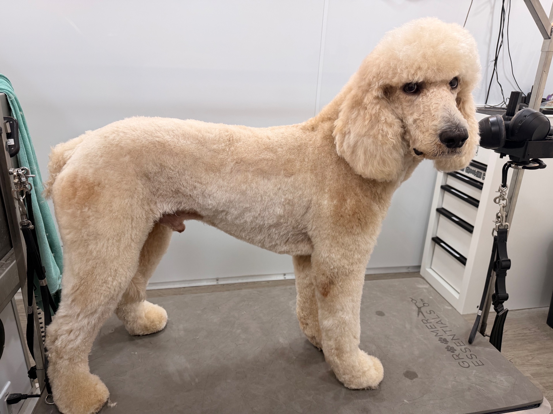 BeckYard Grooming Co., Pet Groomers in Rockwall, TX - photo 1