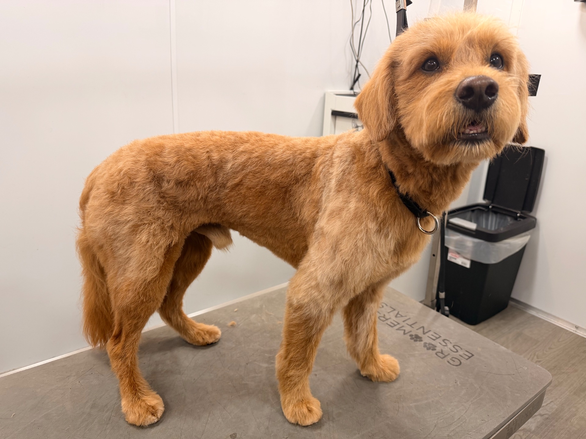 BeckYard Grooming Co., Pet Groomers in Rockwall, TX - photo 2