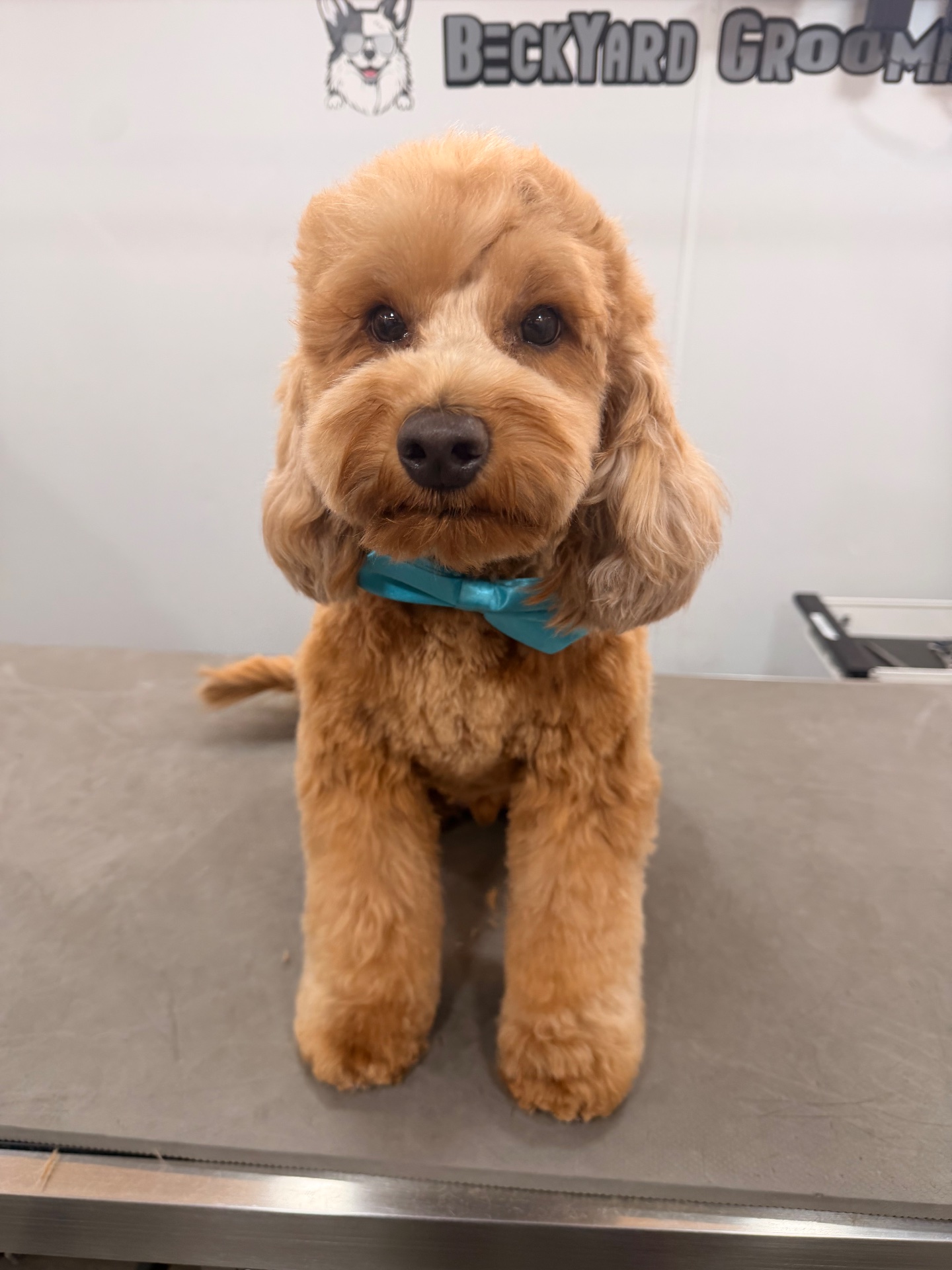 BeckYard Grooming Co., Pet Groomers in Rockwall, TX - photo 4