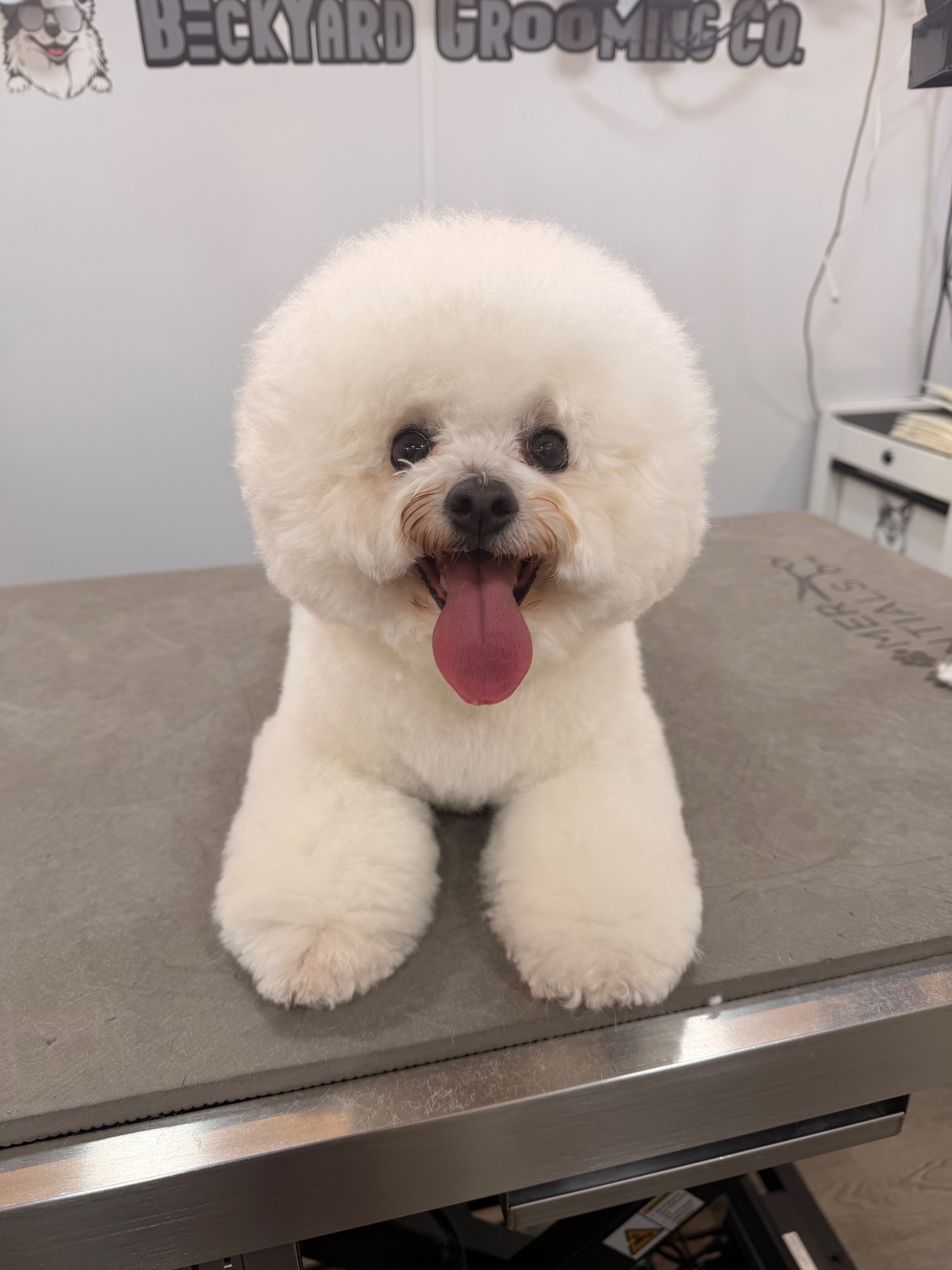BeckYard Grooming Co., Pet Groomers in Rockwall, TX - photo 6