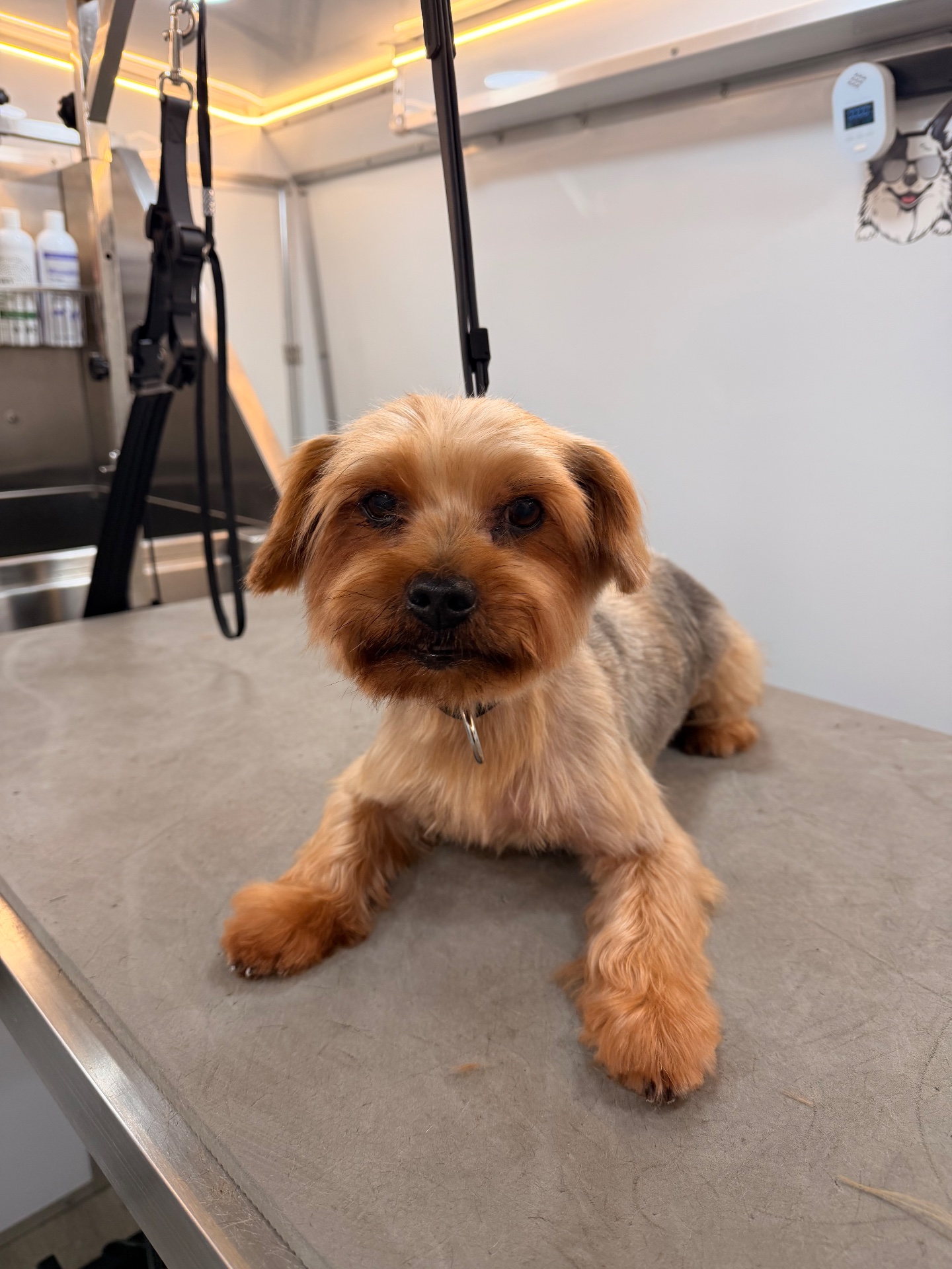 BeckYard Grooming Co., Pet Groomers in Rockwall, TX - photo 7