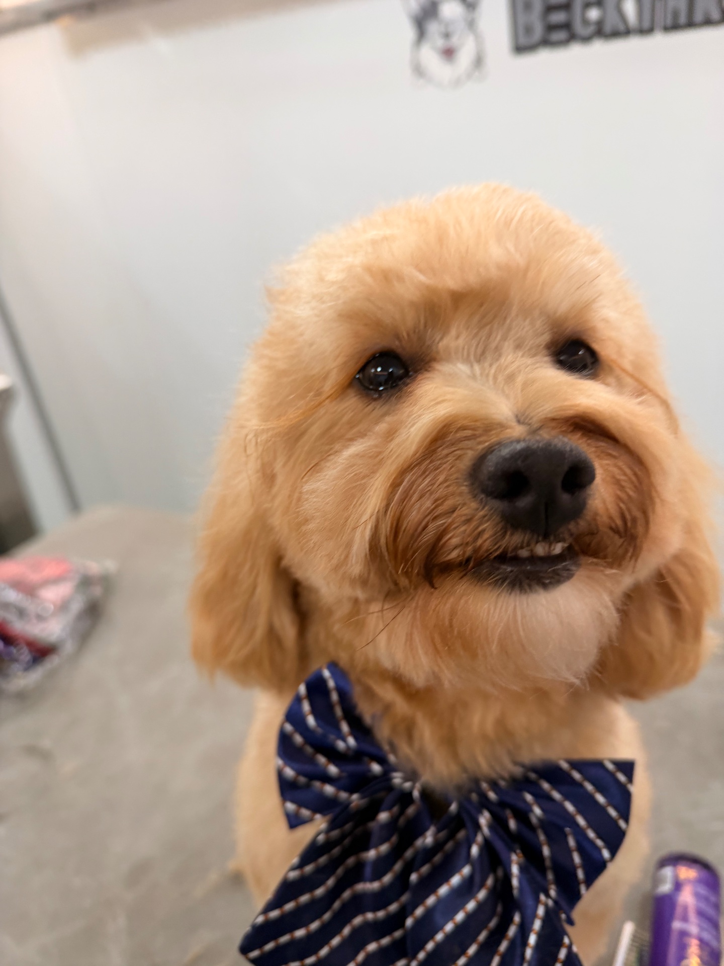 BeckYard Grooming Co., Pet Groomers in Rockwall, TX - photo 8