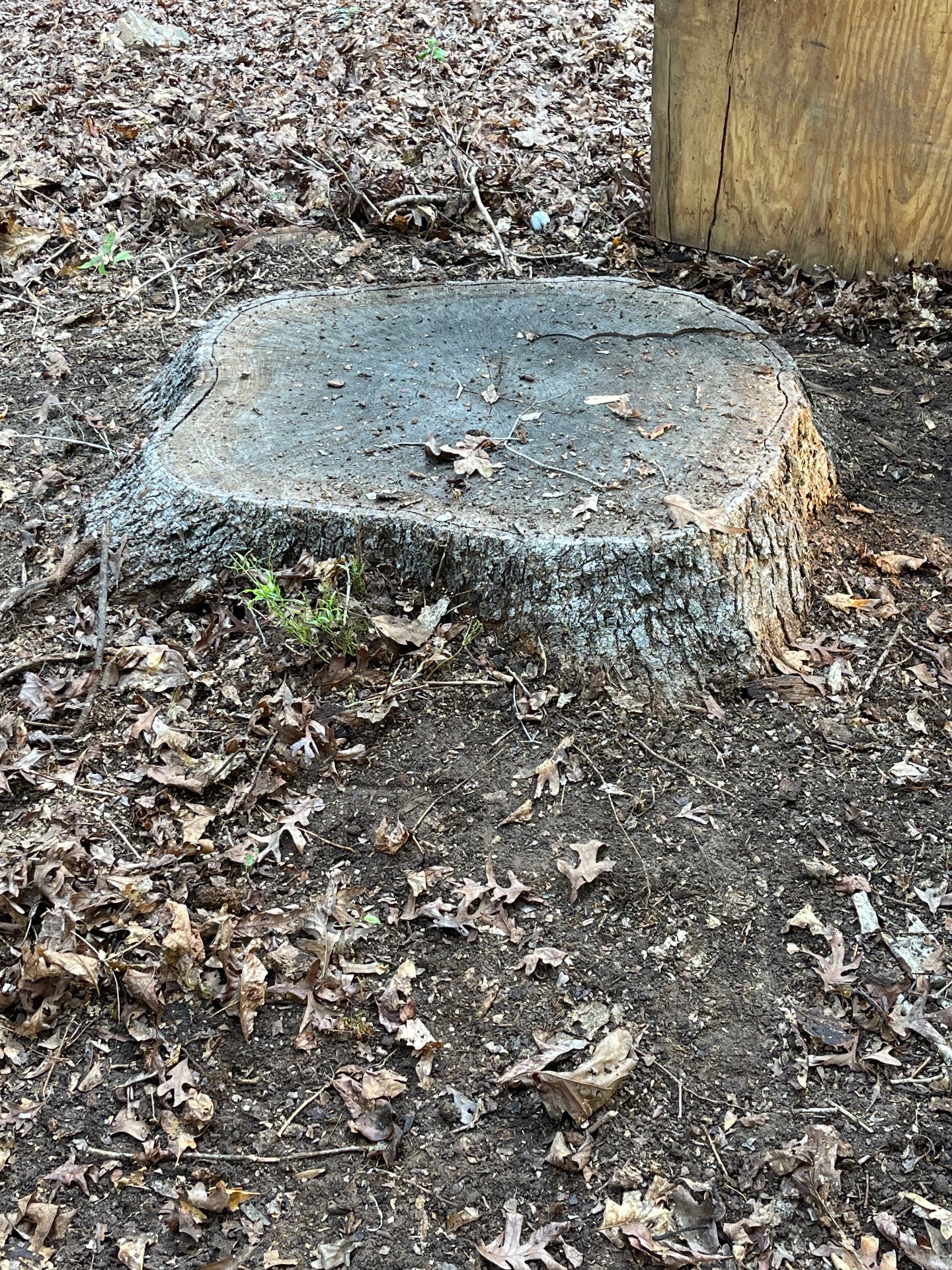 Black Diamond Stump & Land Pros, Tree Stump Grinding and Removal in Crawford, GA - photo 1