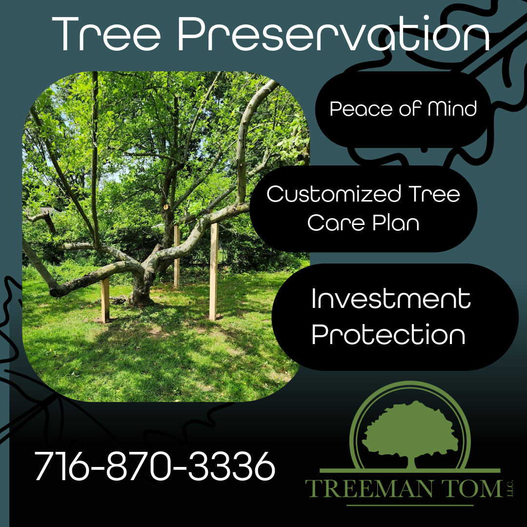 Treeman Tom LLC, Tree Services in Wilson, NY - photo 8