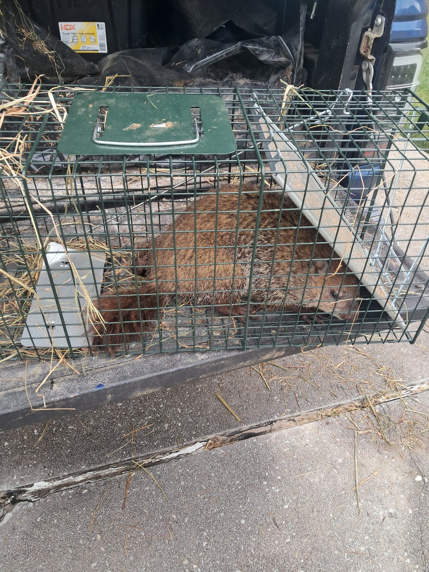 Easy Buzz It - Pest and Termite, Animal Trapping in Heiskell, TN - photo 1