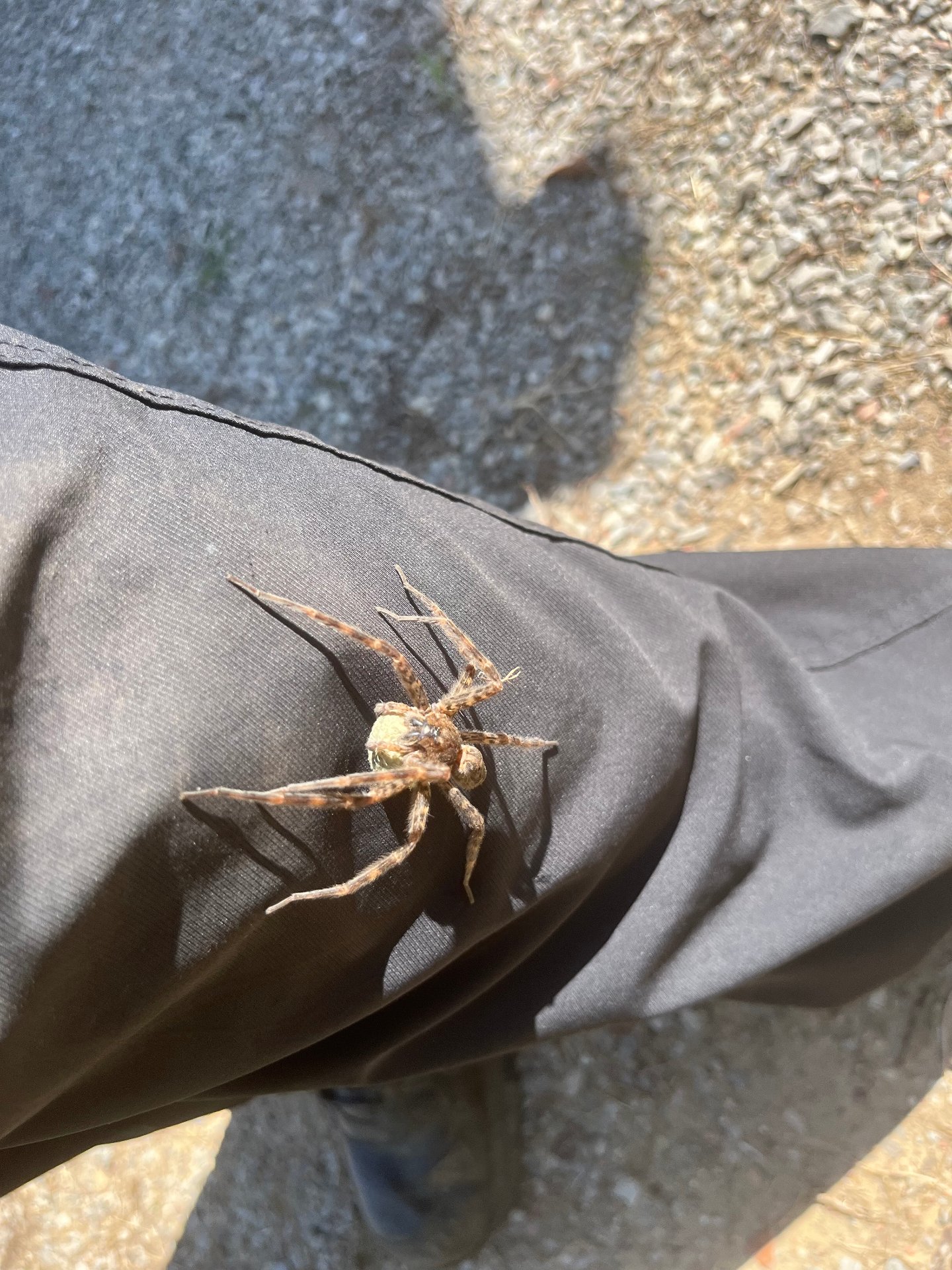 Easy Buzz It - Pest and Termite, Animal Trapping in Heiskell, TN - photo 2