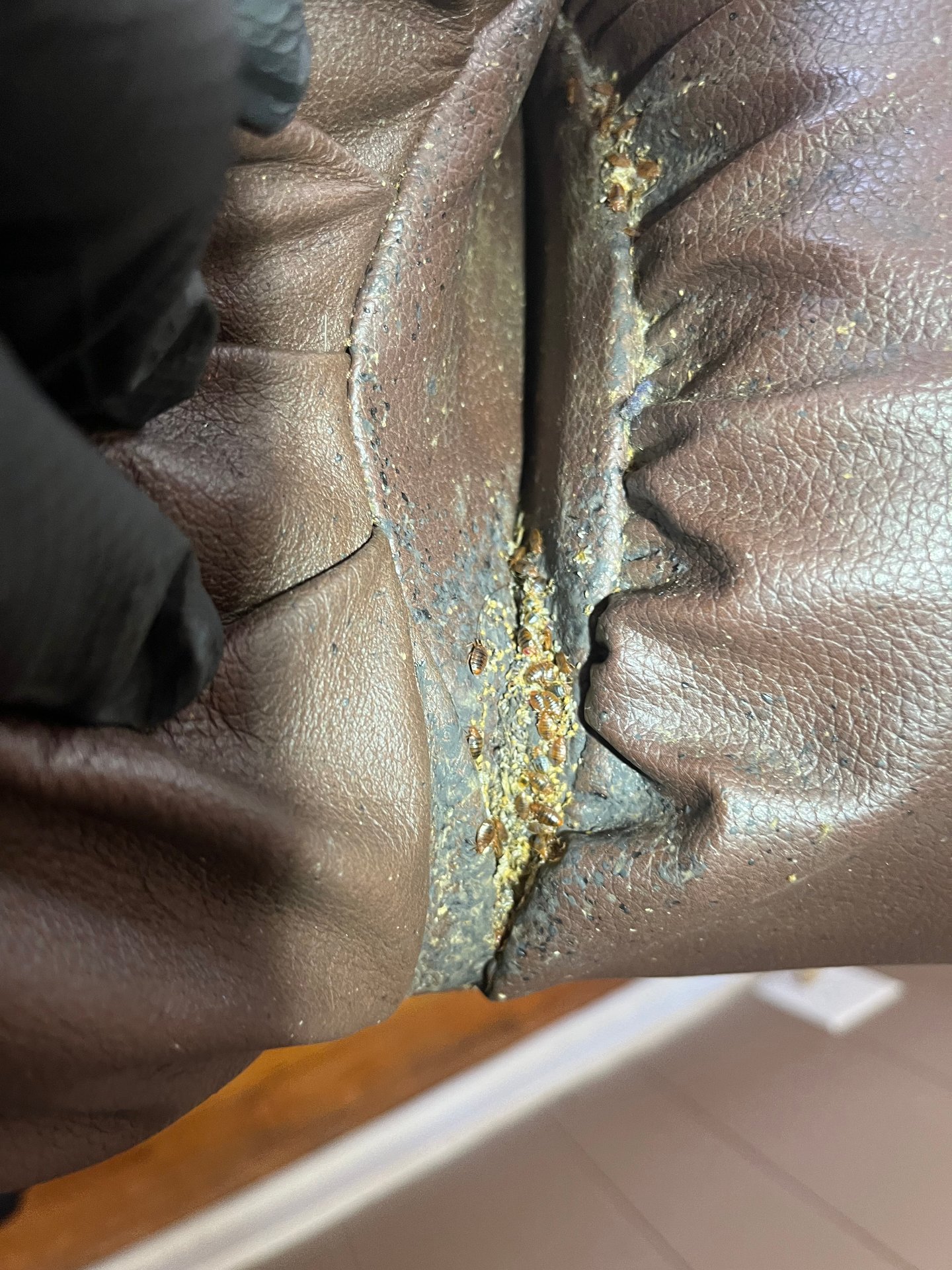 Easy Buzz It - Pest and Termite, Animal Trapping in Heiskell, TN - photo 3