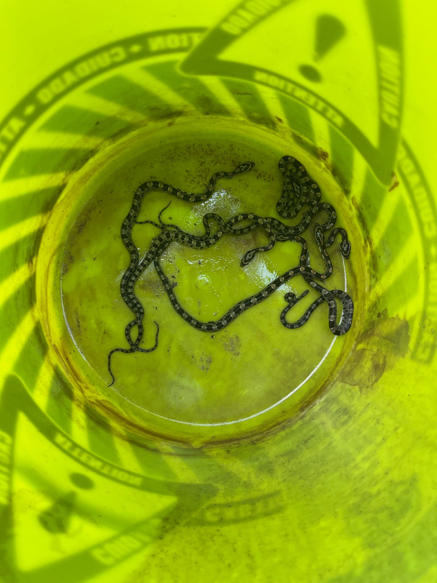 Easy Buzz It - Pest and Termite, Animal Trapping in Heiskell, TN - photo 4