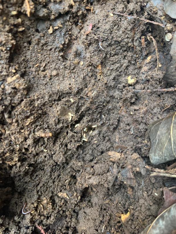 Easy Buzz It - Pest and Termite, Animal Trapping in Heiskell, TN - photo 6